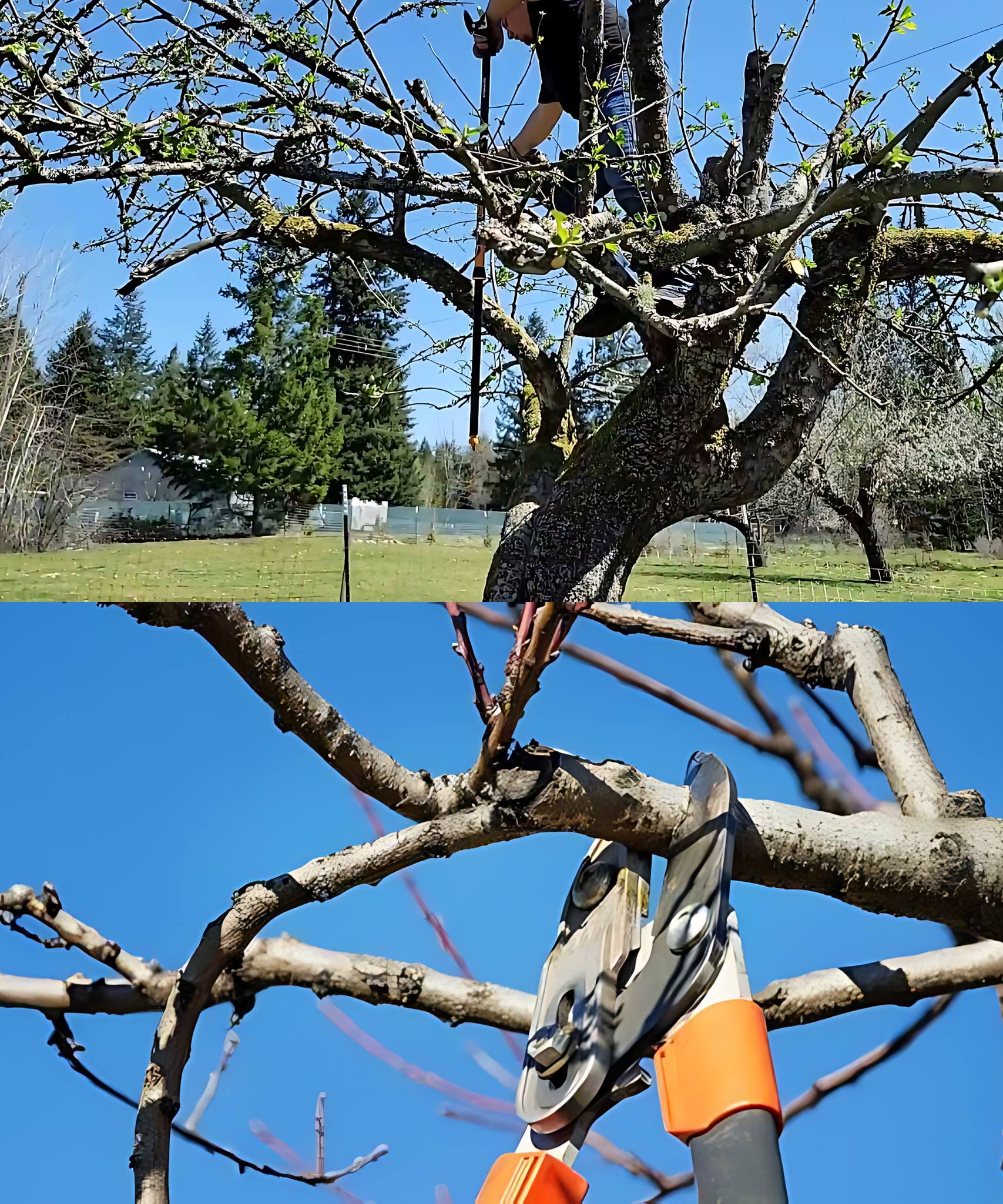 How to prune neglected fruit trees: rehabilitation of old fruit trees ...